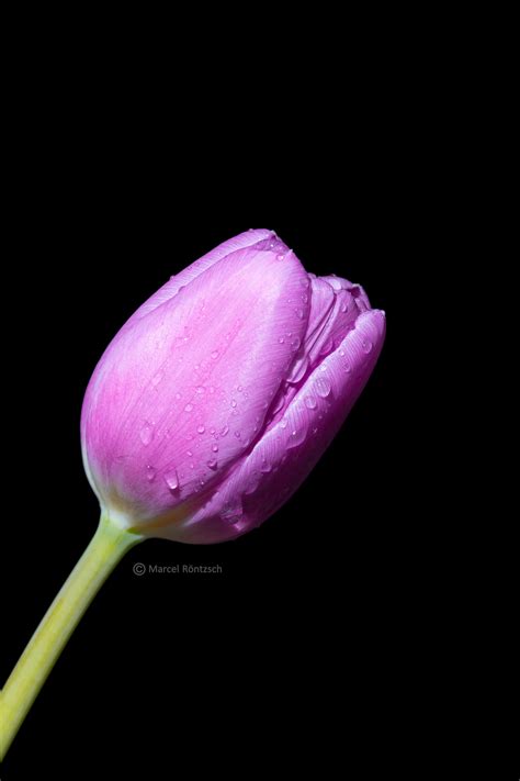 Close up photography of unbloom purple Tulip flower HD wallpaper ...