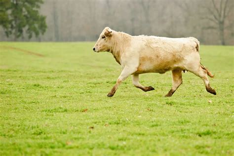 How Fast Can A Cow Run? And For How Long?