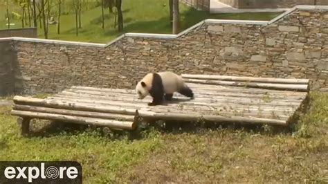 Panda Rolls down Hill (hilarious!) - YouTube