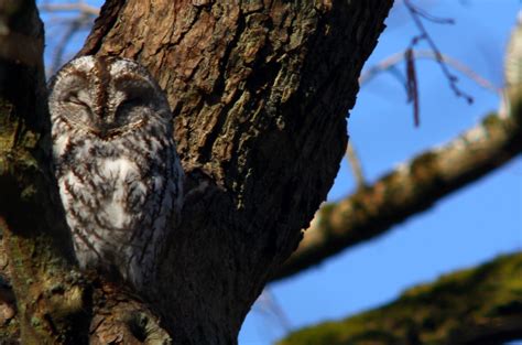 Tawny owl, brown owl, Strix aluco, Kattuggla | Tawny owl, br… | Flickr