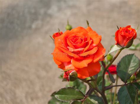 Orange rose bush. stock photo. Image of rosaceae, leaves - 32989246