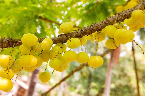 star gooseberry on tree or Phyllanthus acidus Skeels. bunch gooseberry. Phyllanthus acidus ...