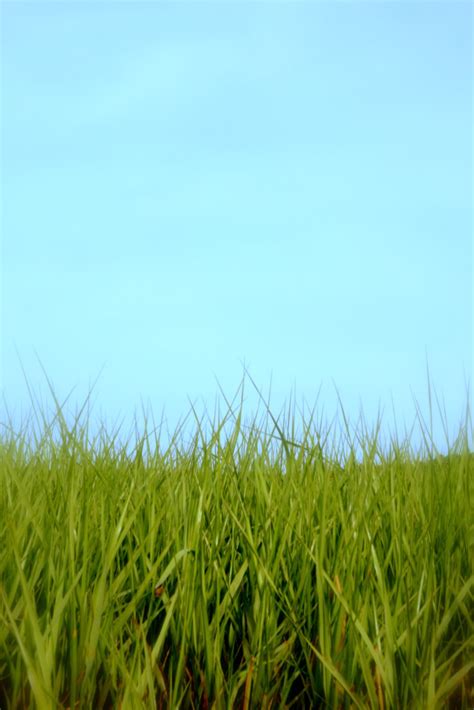 Stephen Brundage Photography: Salt Marsh Grass, near Wellfleet, Mass