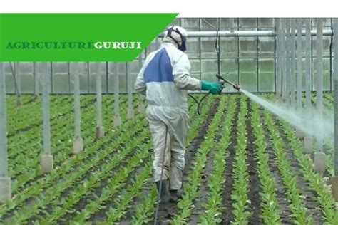 4 Important Tips to Control Pest and Disease in Greenhouse