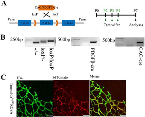 Generation of the knockout mouse models used in this study. (A) Scheme ...