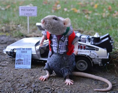 25 best RAT COSTUMES images on Pinterest | Pet rats, Animals and Pet costumes