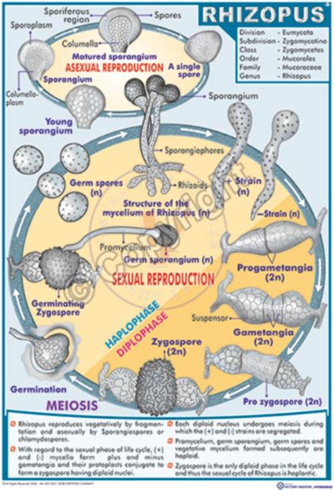 Victory Graphik | B-2 Rhizopus Life Cycle