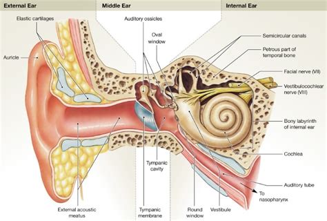 Ear Anatomy Diagram | Quizlet