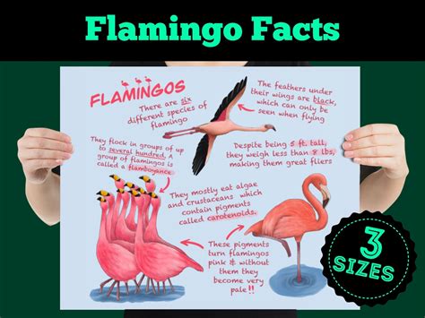 Flamingos Educational Poster Wildlife Fun Facts for Kids and | Etsy