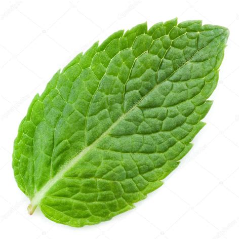 Fresh mint leaves Stock Photo by ©Maks_Narodenko 11489886