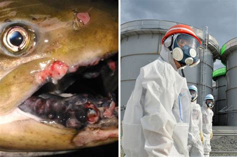 Fukushima Nuclear Disaster: Radioactive fish found on US west coast | Daily Star