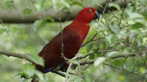 Sumba Island Eclectus - Bird Paradise | Mandai Wildlife Reserve