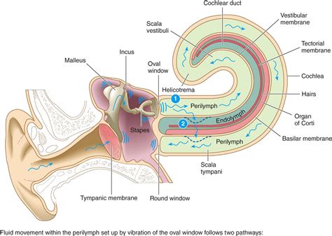 Vestibular Endolymph Membrane Basilar Membrane | BIOL 4350K in 2020 ...