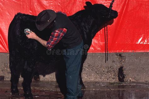 Grooming Cattle editorial photography. Image of groomer - 46781932