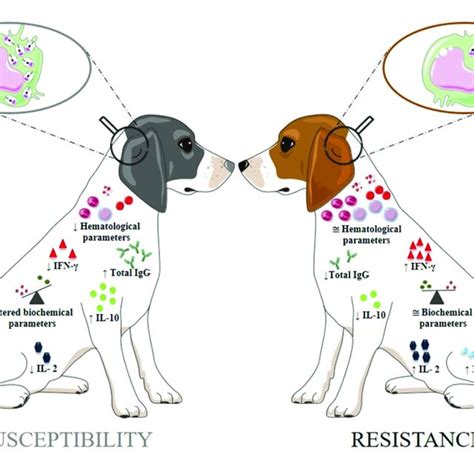 Can Leishmaniasis Be Cured In Dogs