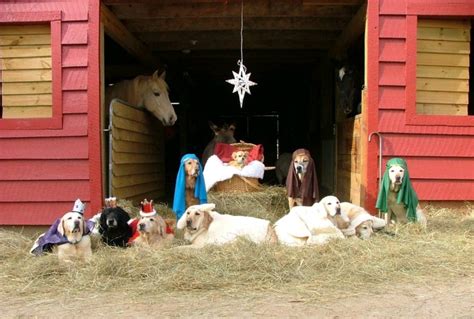 All-Dog Nativity Scene Is A Holiday Must-Have