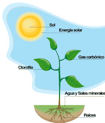 Ciencia Sexto: La fotosintesis