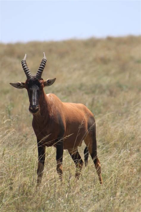 About Wild Animals: An amazing trip to the Ngorongoro Crater | Animals ...