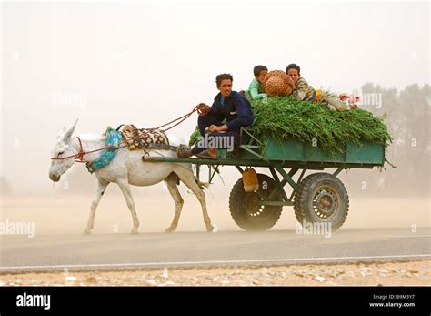 Egypt, Libyan Desert, Dakhla Oasis, cart during a sand wind (khamsin Stock Photo - Alamy