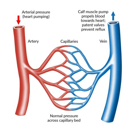 Normal Veins vs Varicose Veins Differences | Southwest Veins