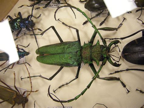 File:Insect Safari - beetle 33.jpg