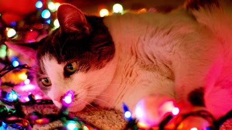 Christmas Cat Wallpapers - Wallpaper Cave