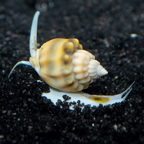 Super Tongan Nassarius Snail Saltwater Aquarium Fish, Saltwater Tank ...