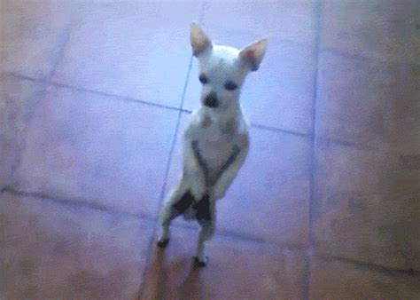 Chihuahua GIFs - Find & Share on GIPHY