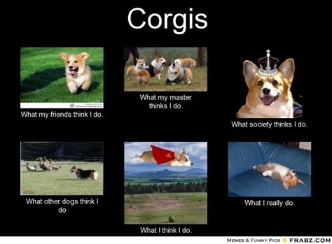 Pin on Corgi Love