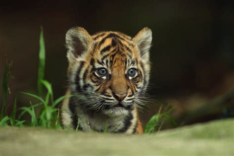 Photos: Sumatran tiger cubs on display – Orange County Register