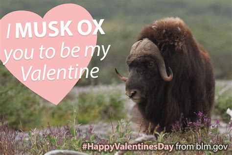 Happy Valentine's Day! Musk Ox Valentine | "I musk ox you to… | Flickr