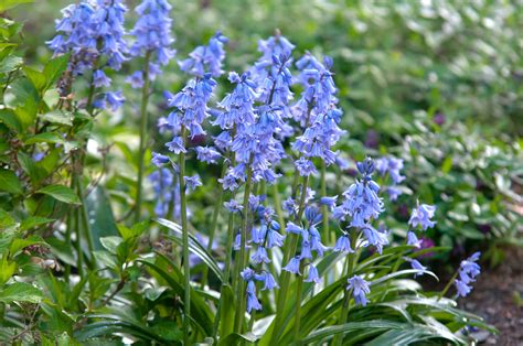 How to Grow and Care for Spanish Bluebells