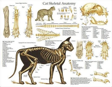 Pin by Soizic Reich on ANIMAUX | Feline anatomy, Cat anatomy, Cat skeleton