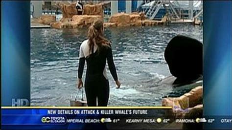 Final report on SeaWorld killer whale death released | cbs8.com