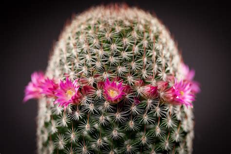 Thumb Cactus 5160 | Peter Kemmer | Flickr