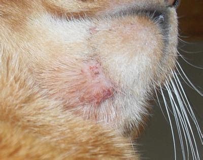 Feline Acne Treatment