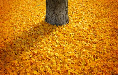 Wallpaper autumn, leaves, nature, tree, shadow, Nature, falling leaves, yellow, yellow, autumn ...