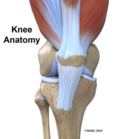 Complete anatomy of the knee - ppinriko