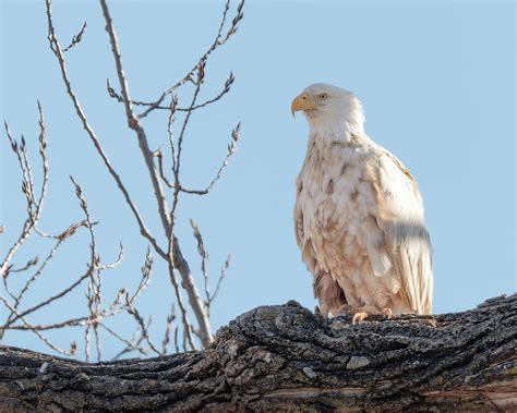 White Bald Eagle Photograph by James Barber - Pixels