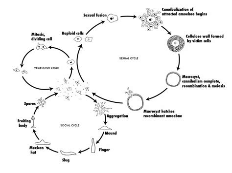 Amoeba - Definition, Movement & Reproduction | Biology Dictionary