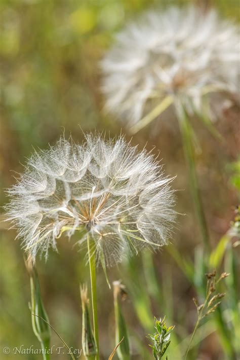 Western Salsify | Rocky Mountain Biological Laboratory