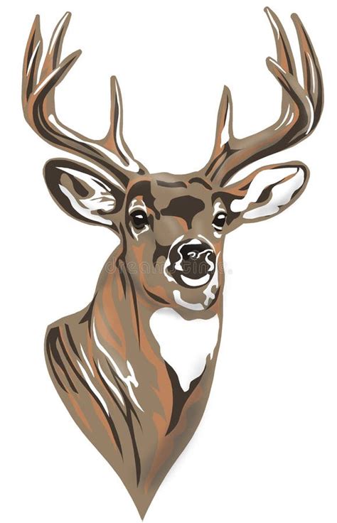 Buck Deer Whitetail Stock Illustrations – 417 Buck Deer Whitetail Stock Illustrations, Vectors ...