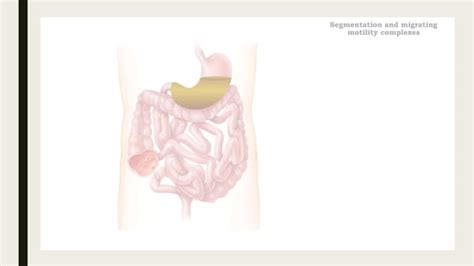 Migrating motor complex | PPT