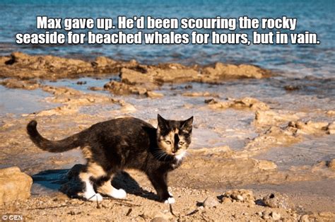 Lolcats - beach - LOL at Funny Cat Memes - Funny cat pictures with ...