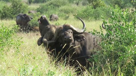 Cape buffalo horns stuck together in Kruger National Park... - YouTube