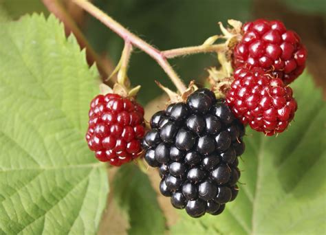 Varieties of Thornless Blackberry Plants | Hunker | Blackberry plants, Blackberry tree ...