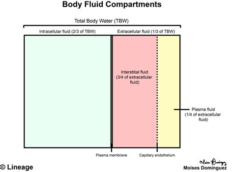 Body Fluid Compartments - Renal - Medbullets Step 1