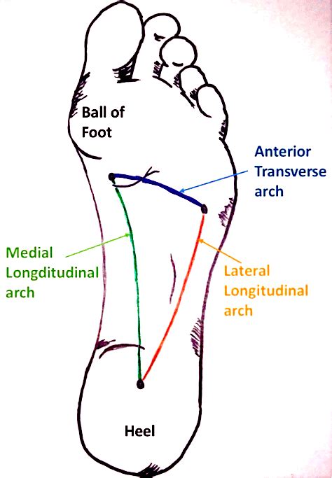 The Transverse Arch – POST COMPETITIVE INSIGHT