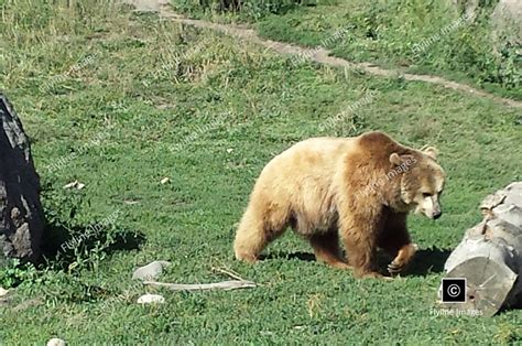 Grizzly Bear - Montana Grizzly Encounter - Flyline Images