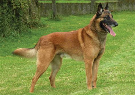 Belgian Shepherd Dog (Malinois) vs Labrador Retriever - Breed Comparison